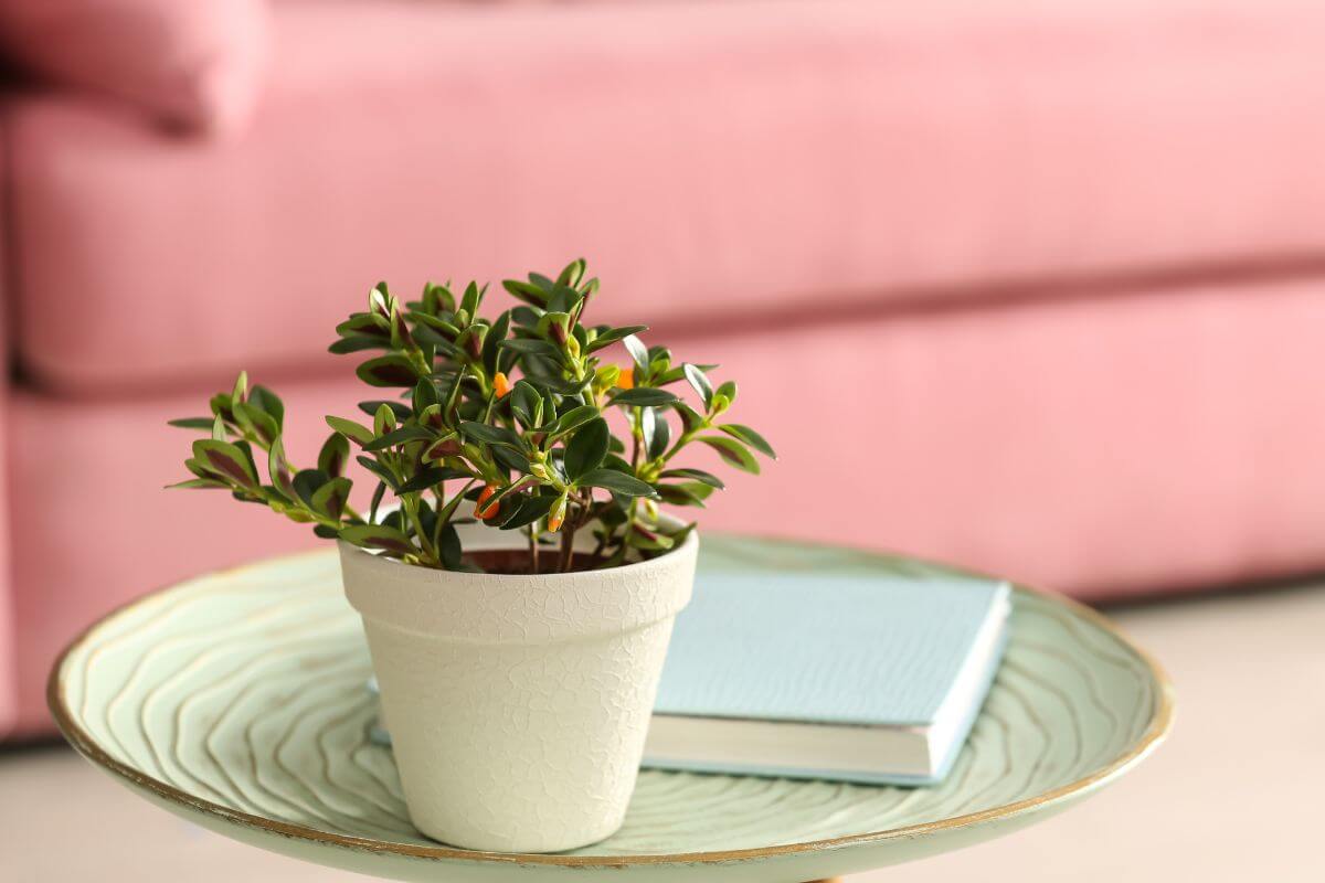 A small goldfish plant sits in a pot on a decorative round table with a light blue book next to it.