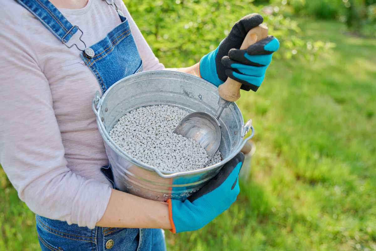 A person wearing blue gloves and overalls holds a metal bucket filled with white granular fertilizers and a garden trowel. 