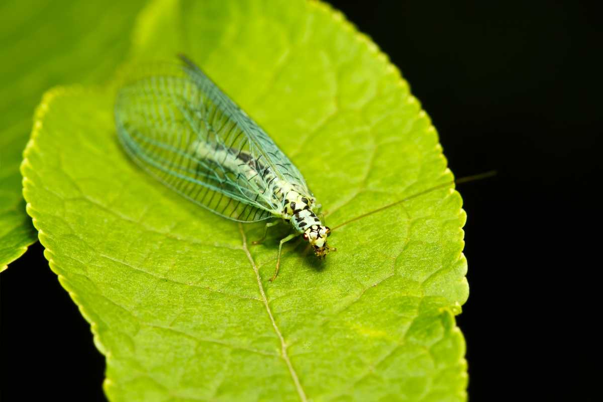 A green lacewing insect, one of the beneficial predatory insects, resting on a bright green leaf against a dark background. 