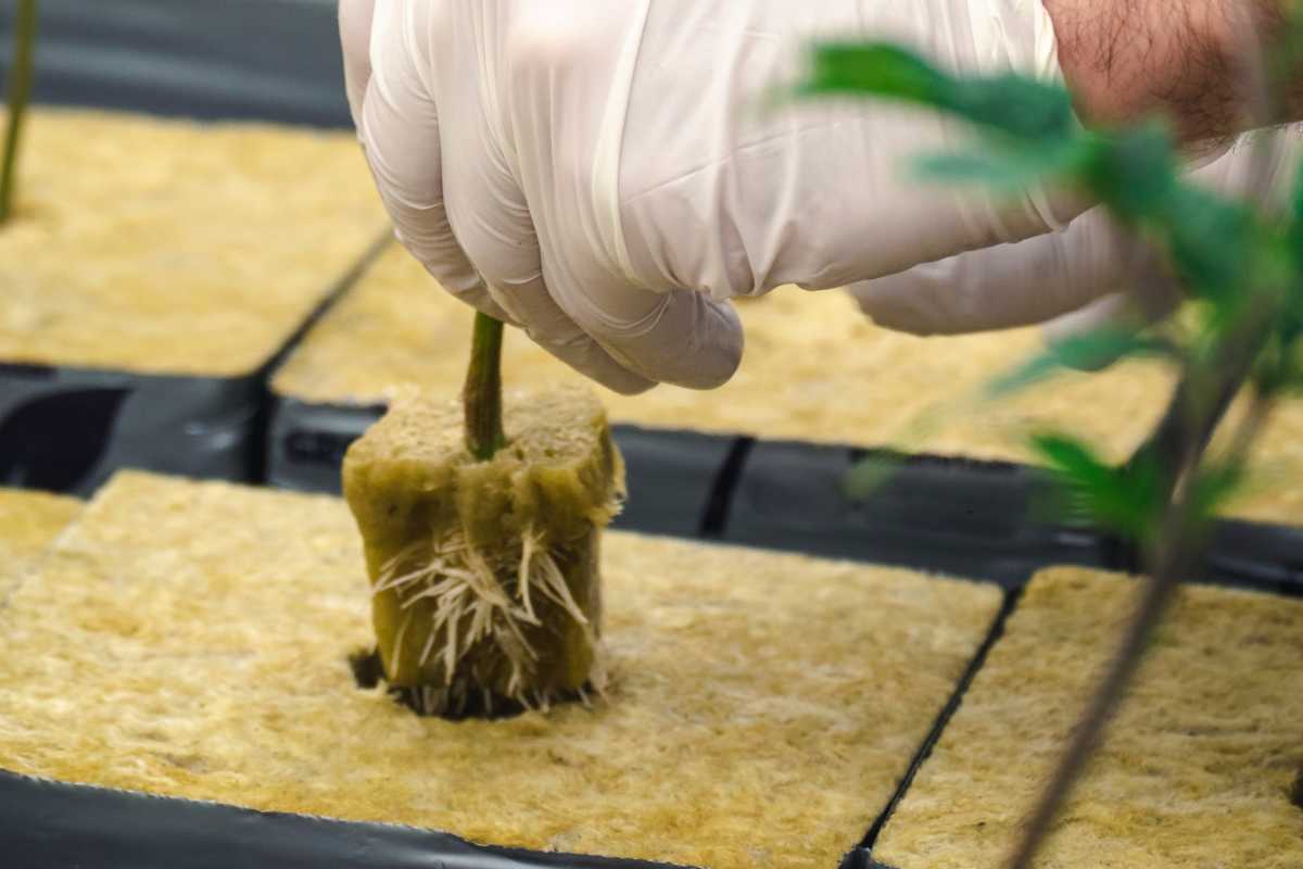 A gloved hand places a plant cutting with visible roots into a square compartment filled with rockwool.