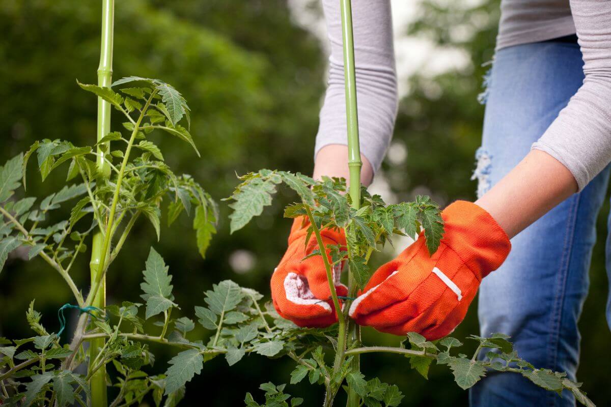 A person wearing orange gloves is tending to an organic tomato plant, securing it to a stake with a piece of cloth.