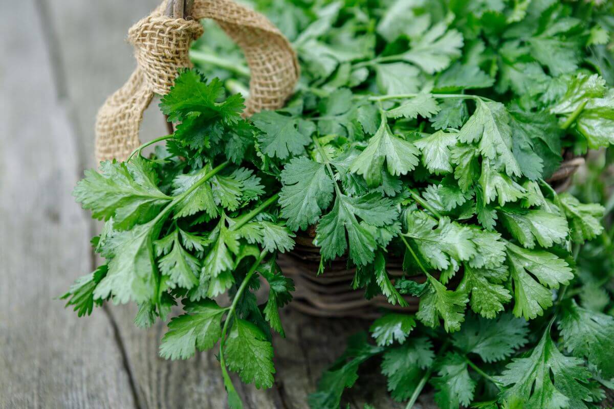 A close-up of fresh, organic cilantro bunches placed on a rustic wooden surface.