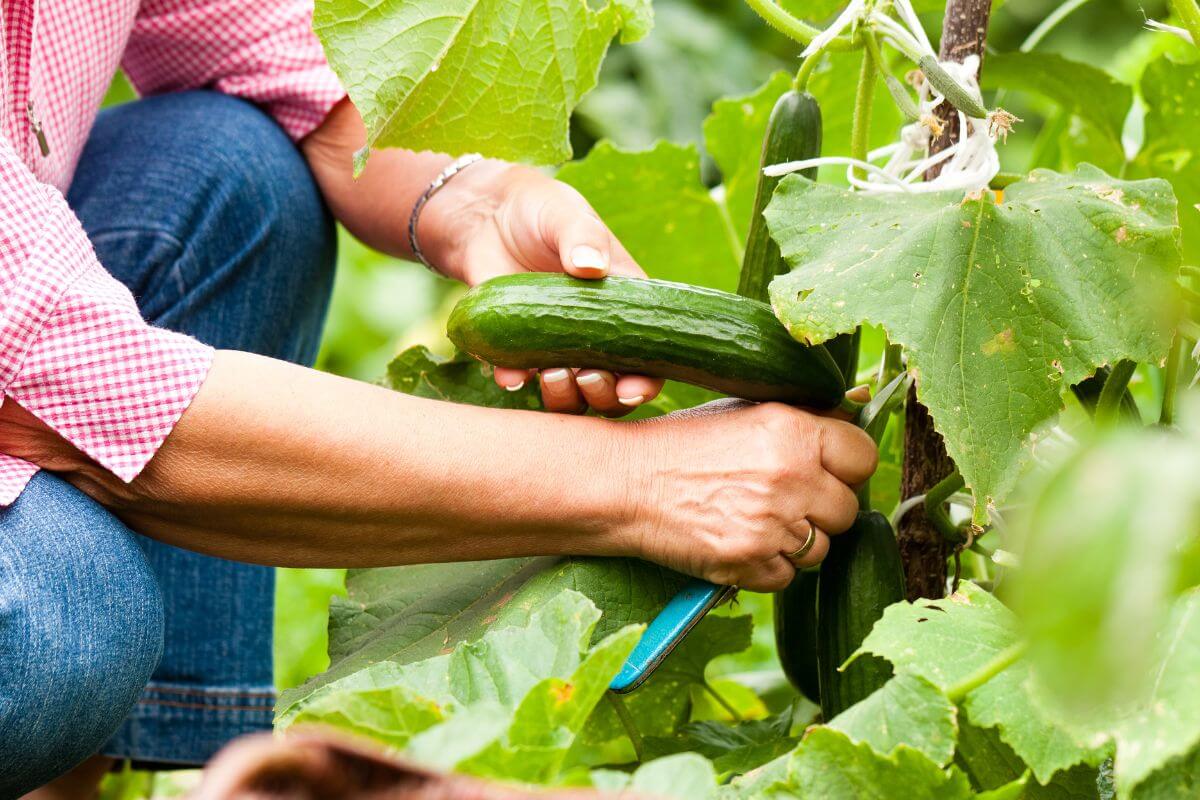 A person wearing a pink checkered shirt and jeans is harvesting organic cucumbers from a plant.