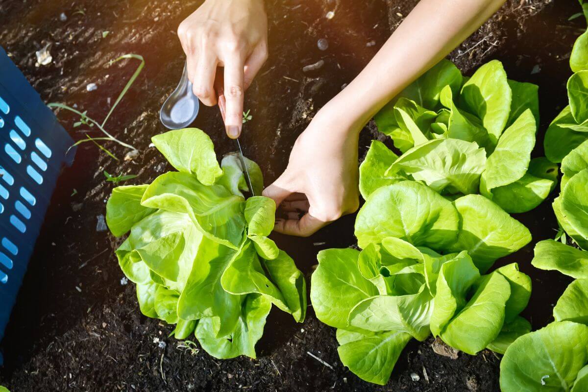 Hands holding a small gardening tool and harvesting organic lettuce from a garden bed.