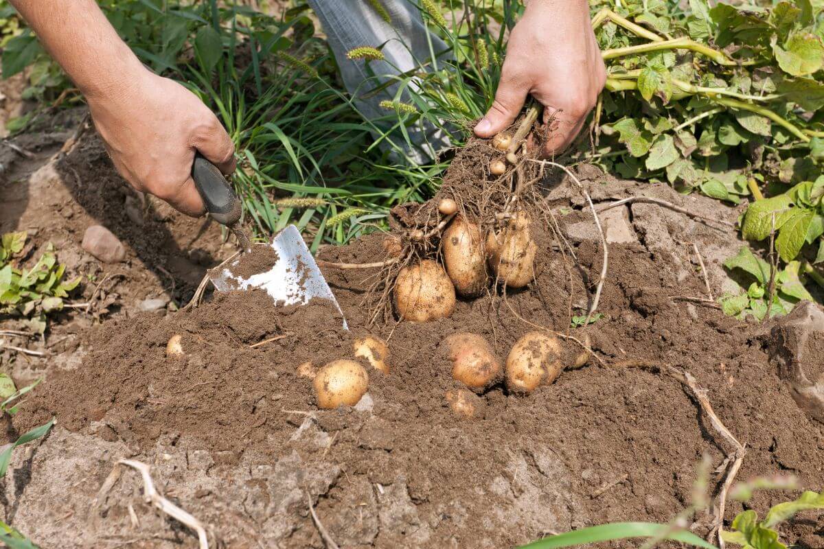 Two hands harvesting organic potatoes from the ground with a gardening trowel.