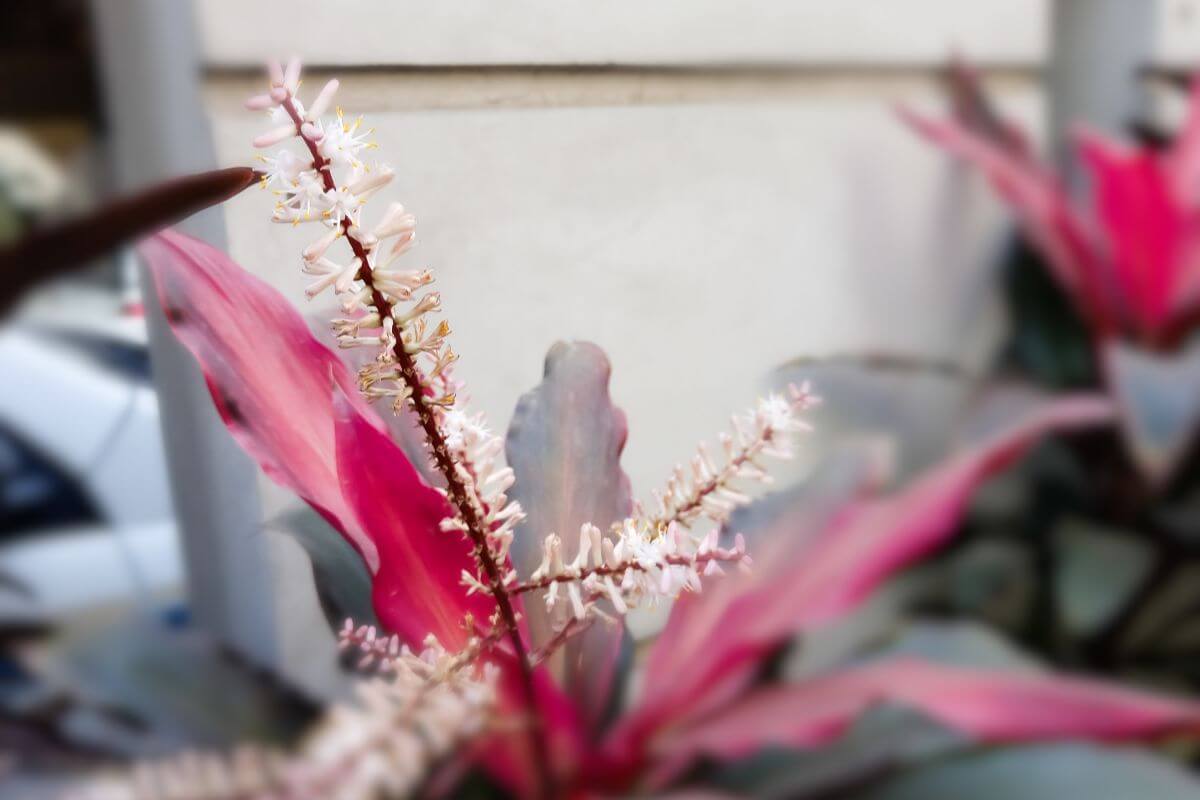 Close-up of a pink and white hawaiian ti plant with elongated leaves and a delicate stem bearing tiny white blooms.