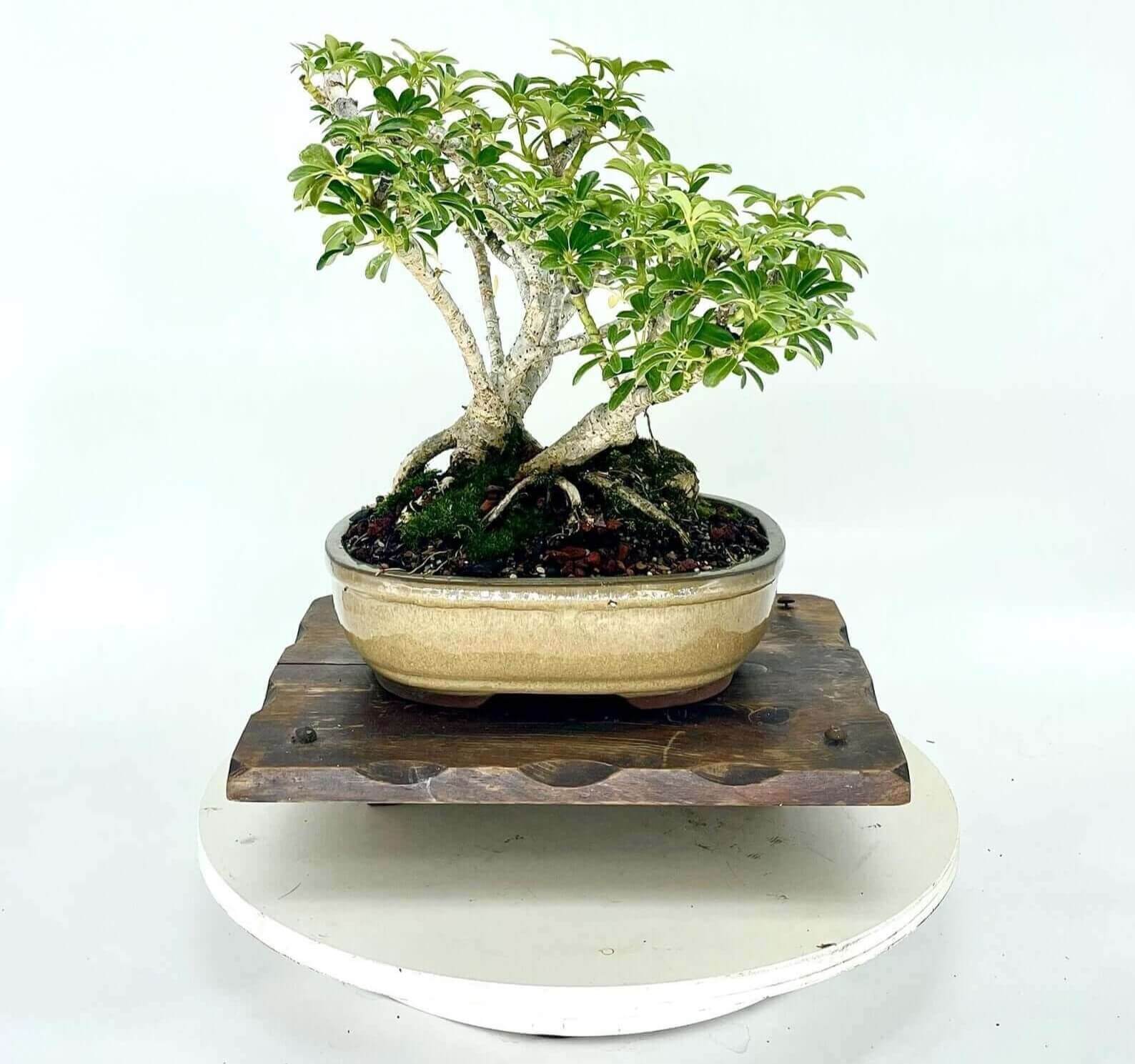 The Hawaiian Umbrella bonsai, forming a cluster of two, sits on a wooden surface.