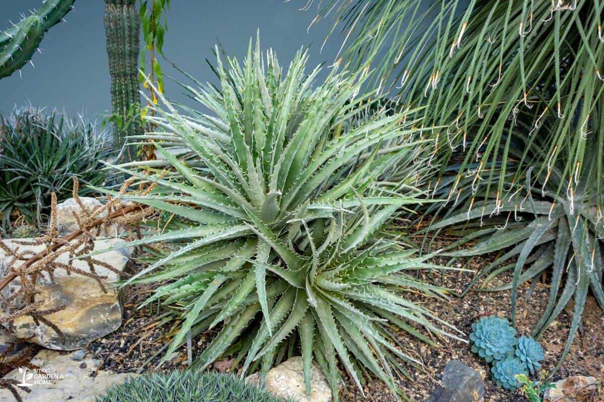 Hechtia Plant