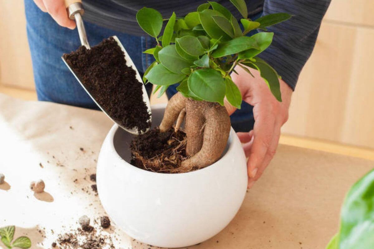 A person using a small gardening shovel to add soil to a potted bonsai tree with a thick, gnarled trunk and green leaves.