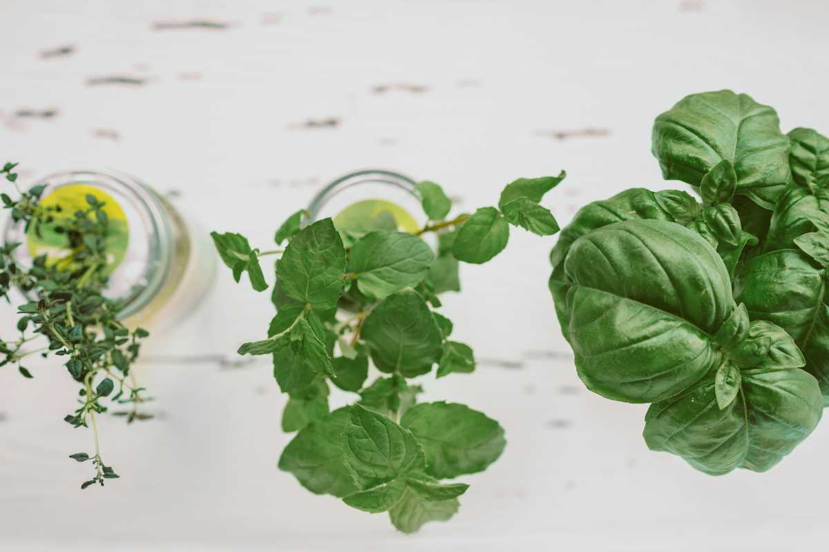 A top-down view of three small potted plants on a white wooden surface. The plants, grown using kratky hydroponics.