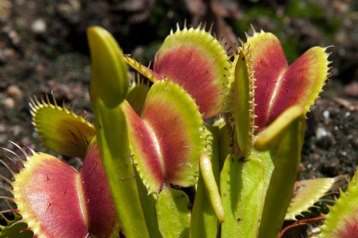 Close-up photo of a Venus flytrap showing several traps with red interiors and green exteriors lined with teeth-like bristles.