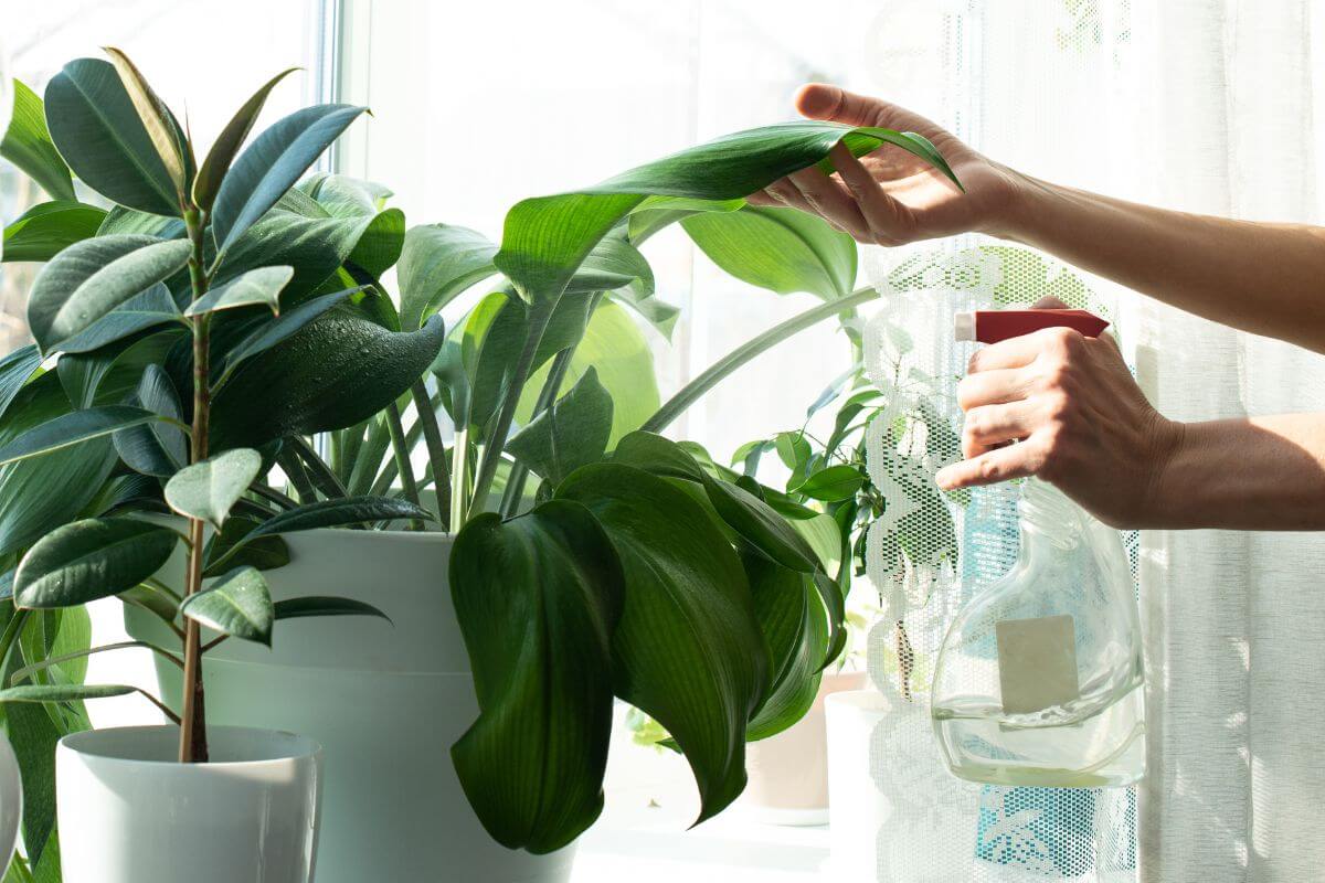 A person misting large, green houseplants with a spray bottle near a sunlit window, perfect for indoor gardening for beginners.