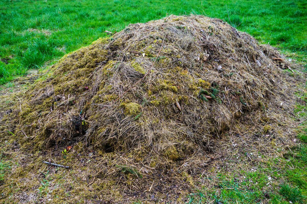 A large compost pile made of brown and green organic matter is situated on green grass.