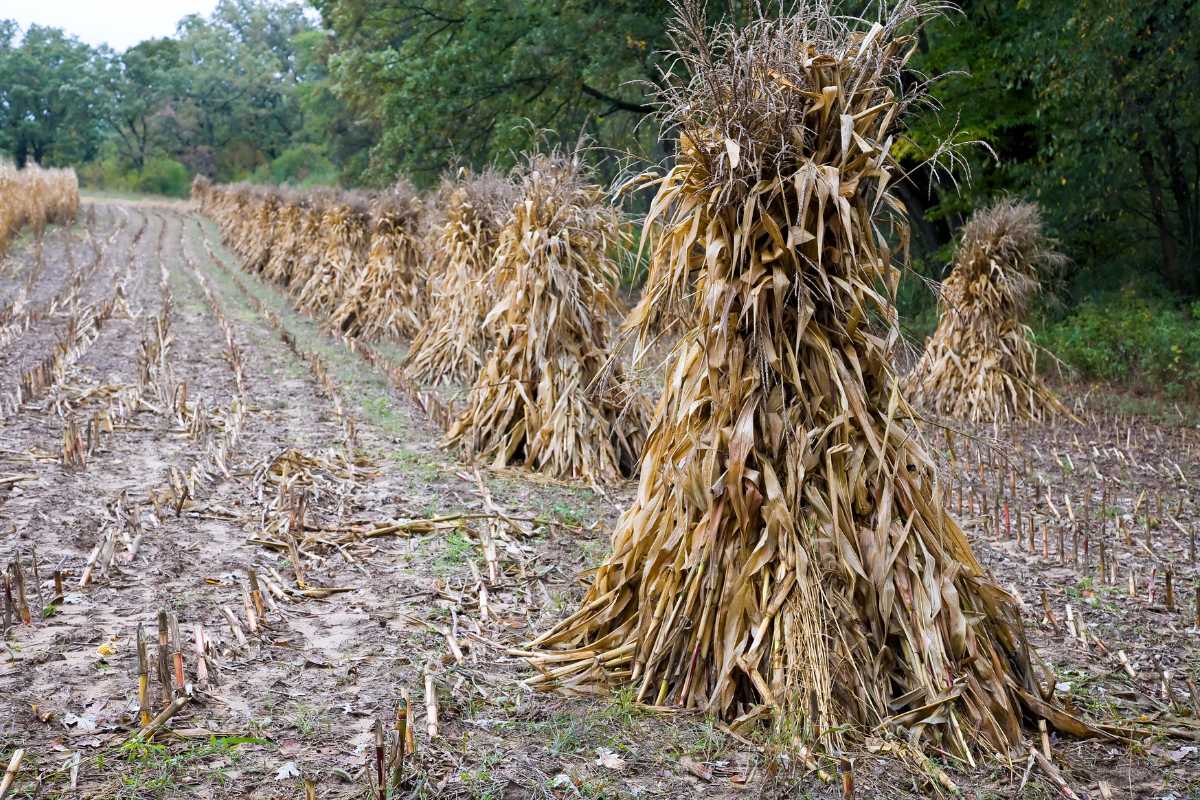 A field with several stalks of corn stacked in rows.