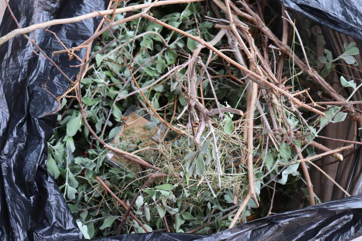 A black garbage bag is filled with a mix of green leaves, twigs, and branches—likely compost material from recent yard work. 