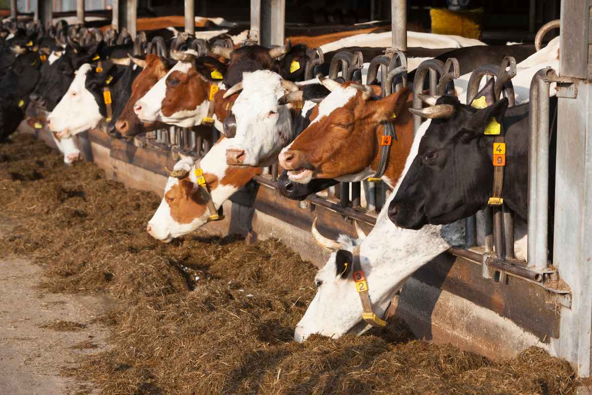 Cows with numbered collars, calmly feeding on hay in a row inside the barn.