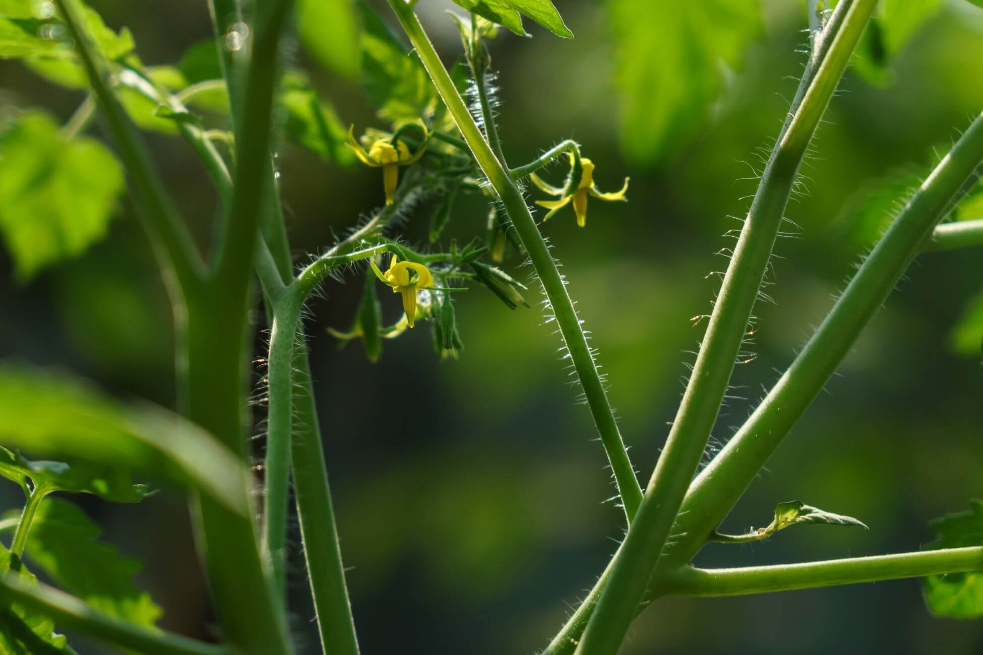 Close-up of an open-pollinated tomato plant stem with small yellow flowers, featuring fine hairs on green stems. Background filled with blurred green leaves, sunlight highlighting plant texture.