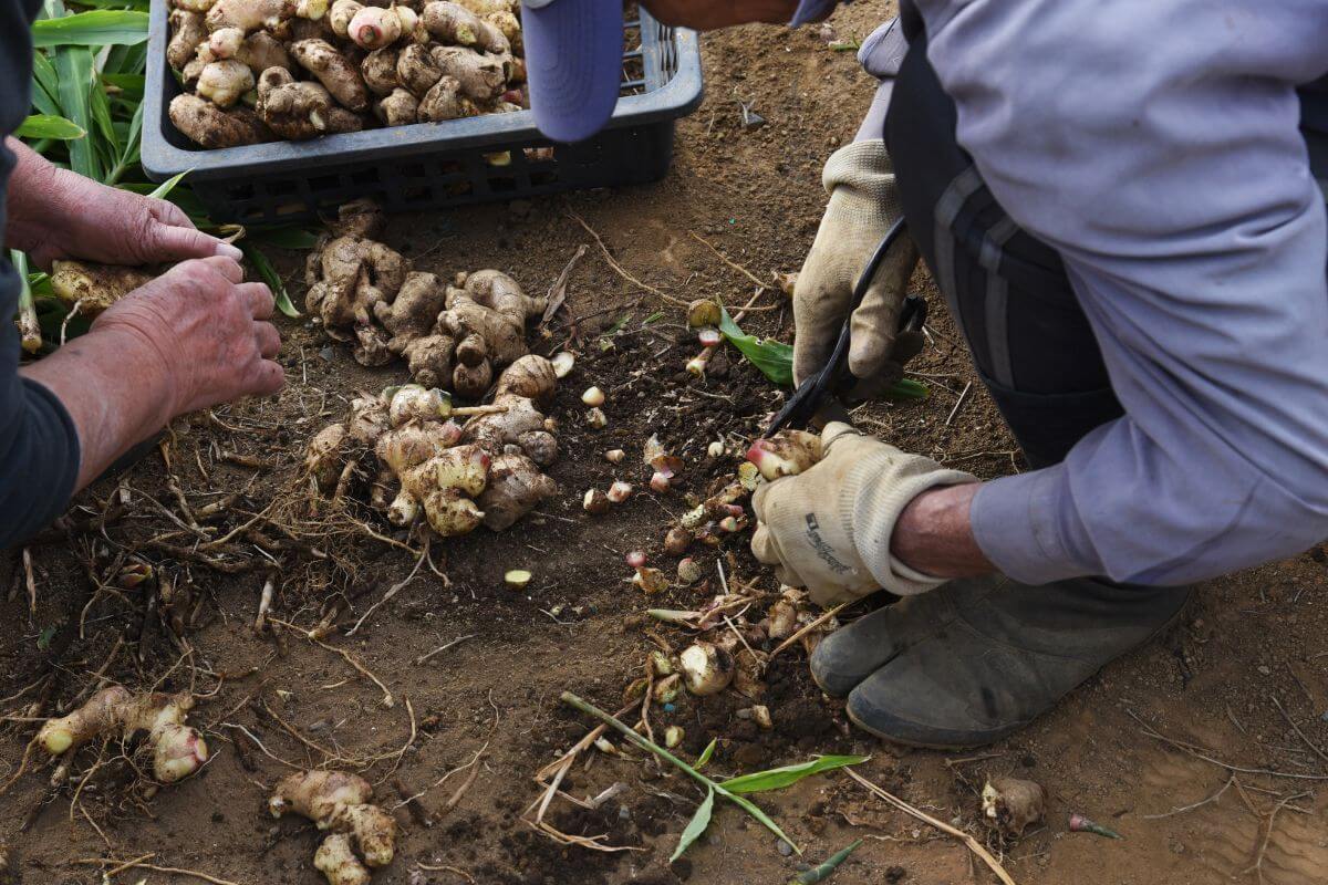 Two people are harvesting ginger roots from the soil.