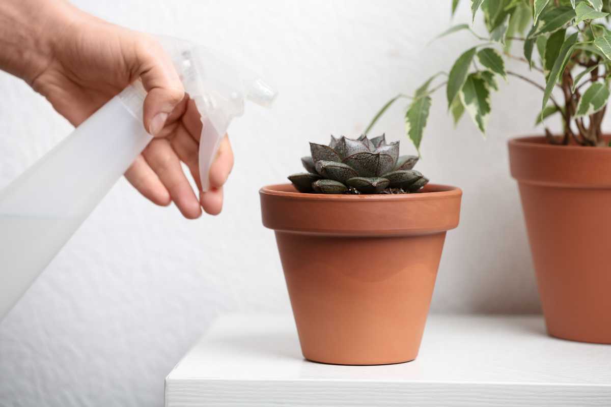 A hand holding a white spray bottle with banana peel water is misting a succulent plant in a terracotta pot. 