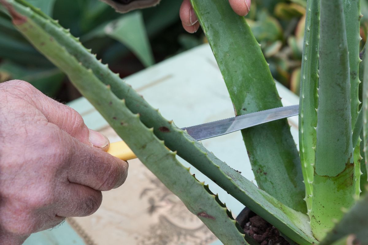 Close-up of hands using a knife to cut a leaf from an aloe vera plant, demonstrating how to propagate an aloe plant. The person is holding the leaf steady with one hand while using the knife with the other.