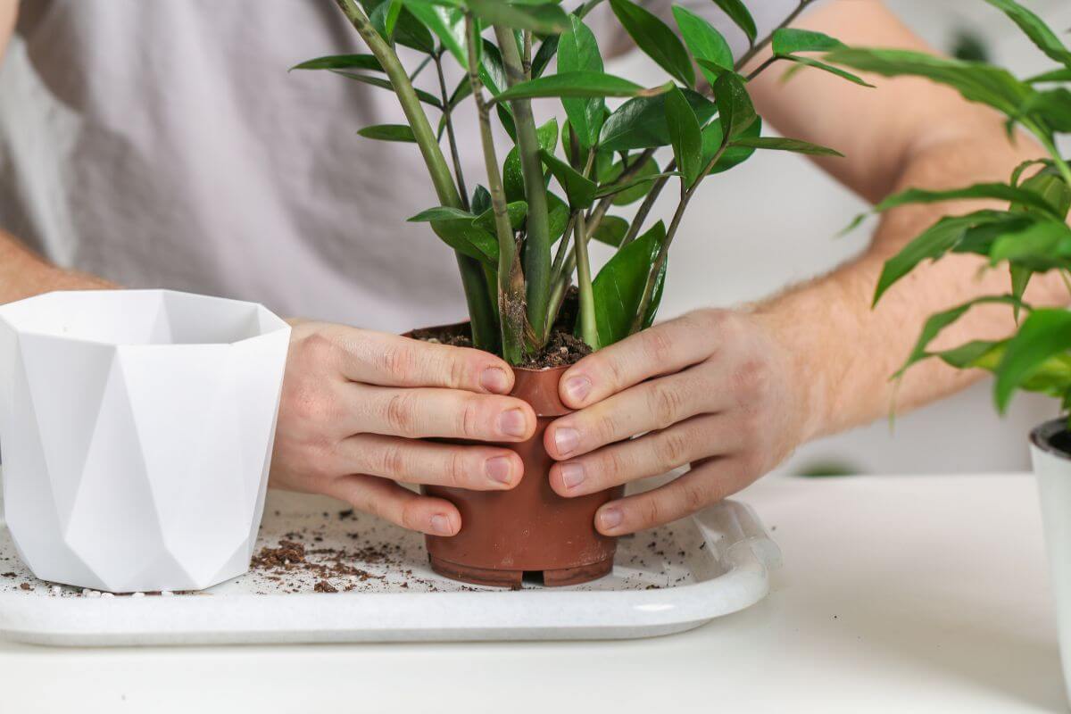 A person is gently removing a potted ZZ plant from its brown plastic pot, preparing to repot it into a larger white container.