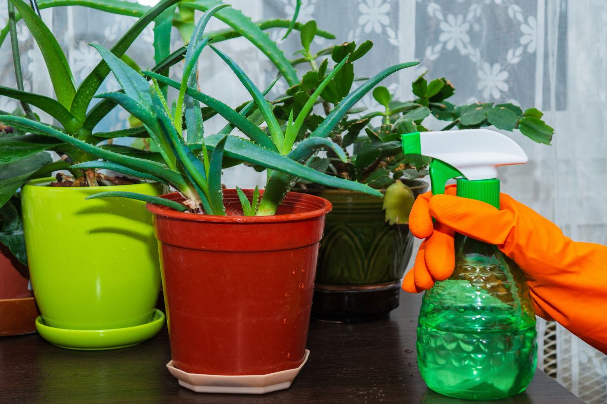 A person wearing orange gloves is holding a green spray bottle and misting an underwatered aloe plant in a red pot. 