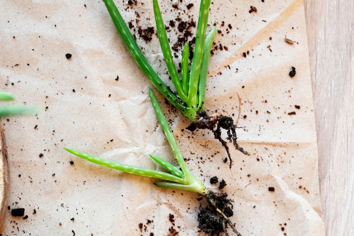 Two small aloe vera plantlings with roots attached lie on a piece of paper. 