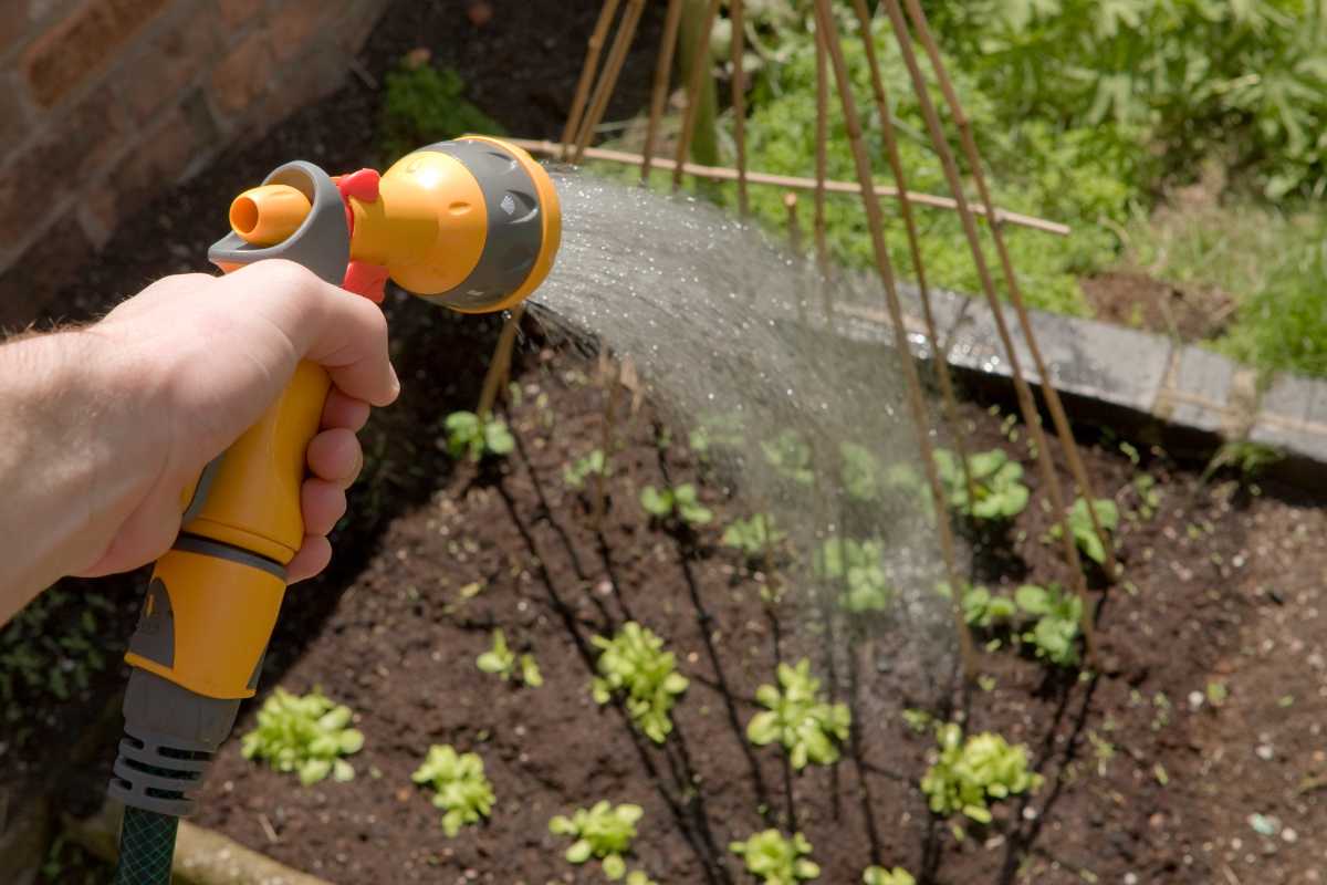 A person is watering a garden bed with a handheld yellow and gray hose nozzle, ensuring the water gently sprays over small green plants growing in dark soil. 