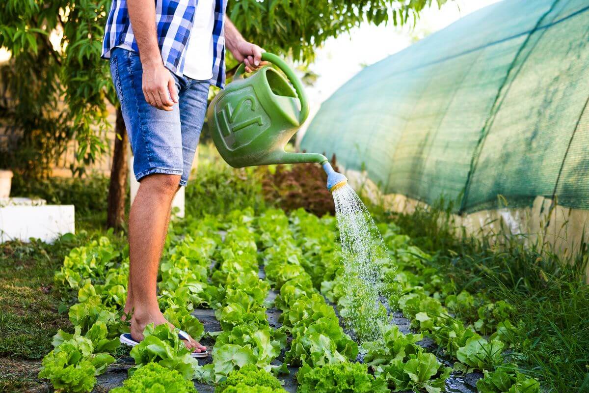 A person is watering a garden bed of leafy green lettuce with a green watering can, one of the steps on how to start a vegetable garden.