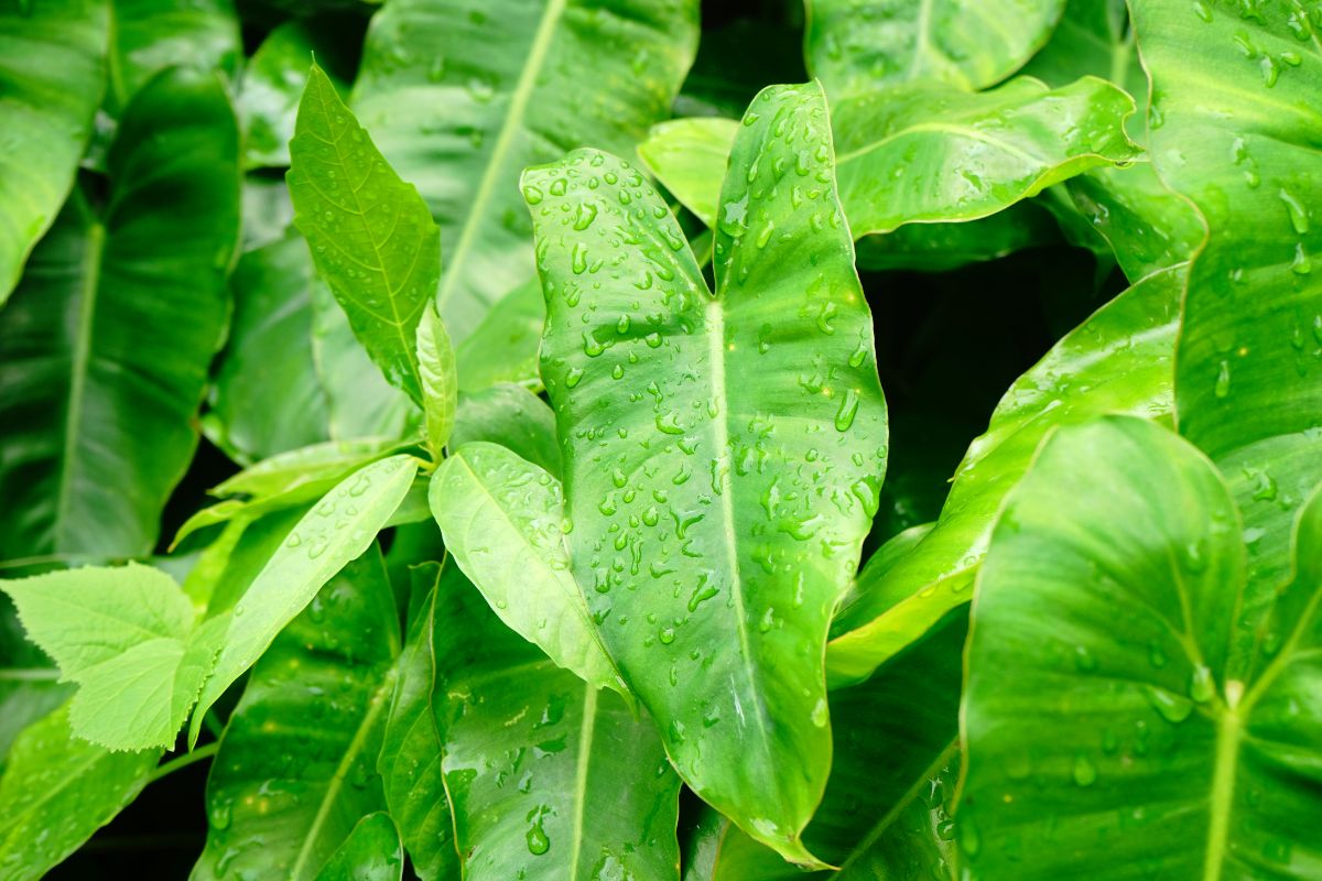 The wet, lush green leaves of an arrowhead plant.