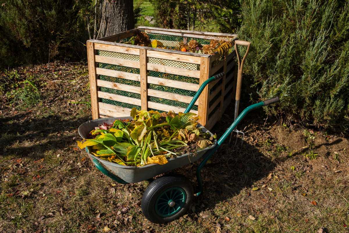 A wheelbarrow filled with green and yellow garden waste is positioned in front of a wooden compost bin. 