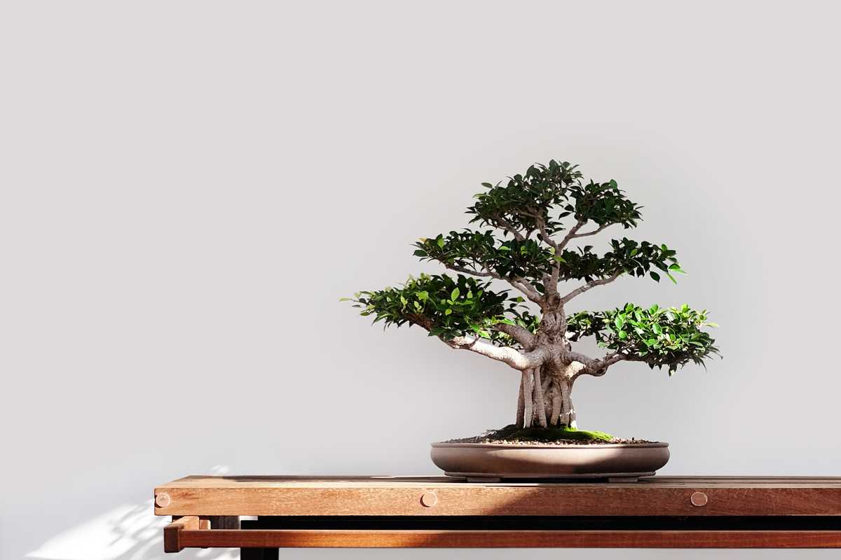 A small bonsai tree with dense green foliage is displayed in a round, shallow pot. 