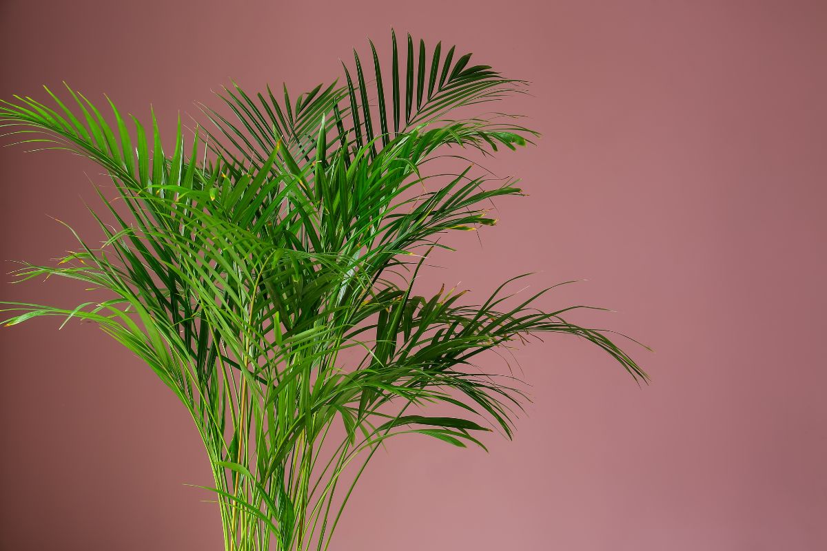 A lush green areca palm with long, slender leaves is set against a plain pink background in a dark room.