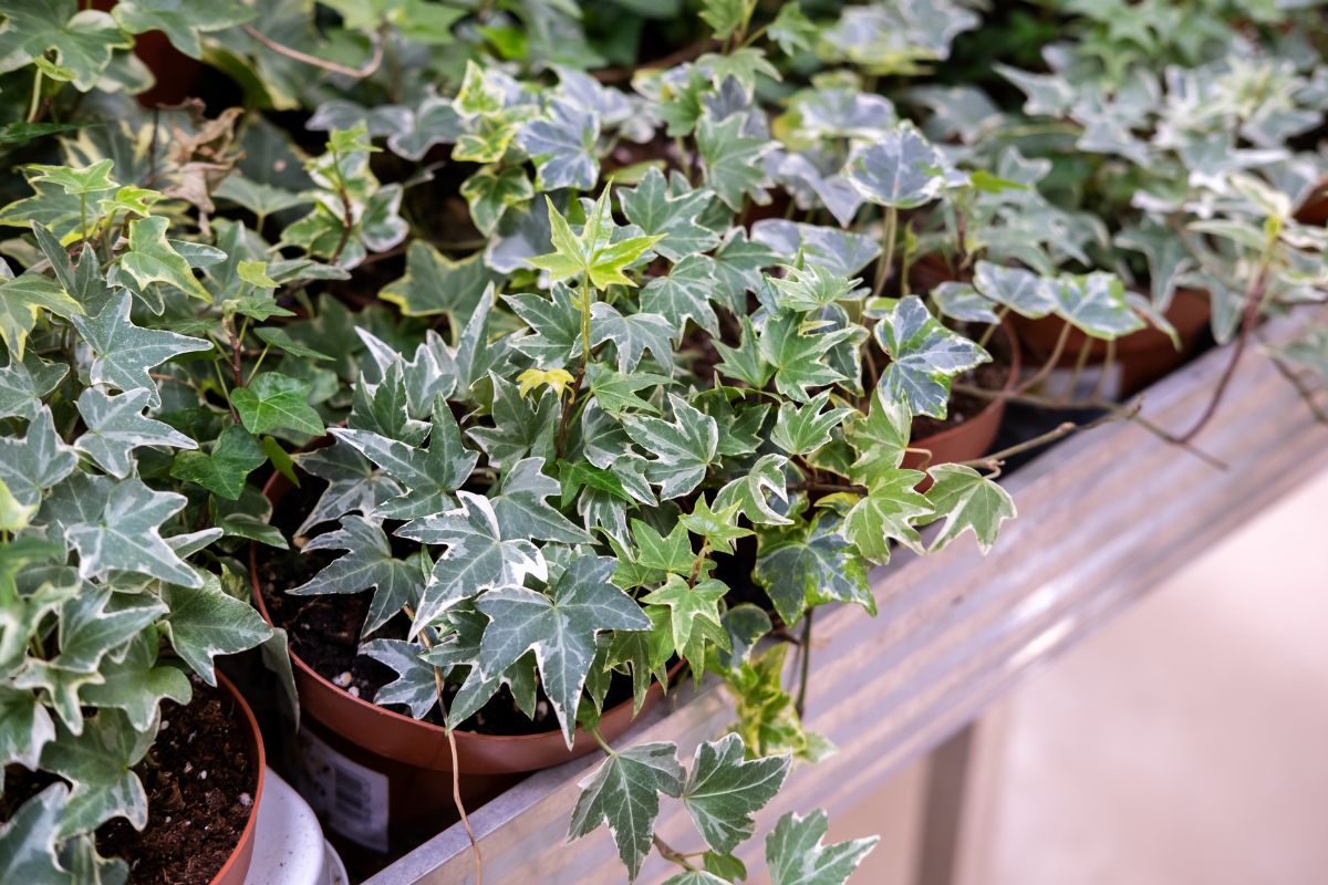 A close-up of multiple pots filled with lush green English ivy plants placed on a wooden surface.