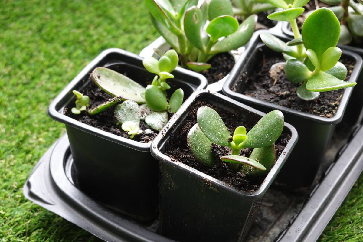 Small jade plants sit in four black plastic pots on a black tray.