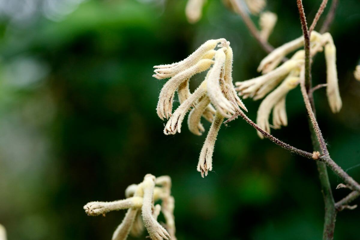 Close-up of fuzzy and white kangroo paws platn flowers on a branch with an out-of-focus background of green foliage.