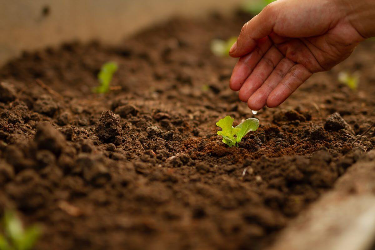 Close-up of a person's hand gently watering a small plant sprout growing in rich, dark soil.