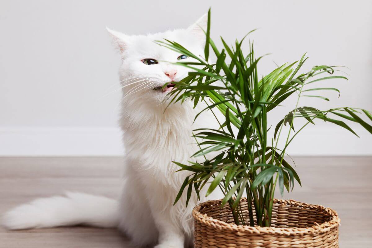 A fluffy white cat sits behind a small potted kentia palm in a wicker basket on a wooden floor.