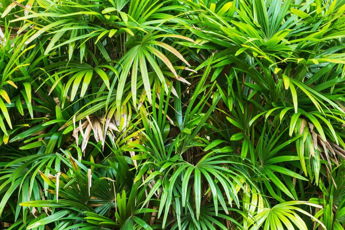 A lush display of vibrant green lady palm leaves densely overlapping each other, creating a rich and textured tropical foliage.