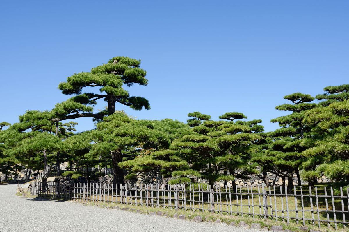 A tranquil garden featuring neatly pruned large bonsai pine trees, a gravel pathway, and a traditional bamboo fence under a clear blue sky.