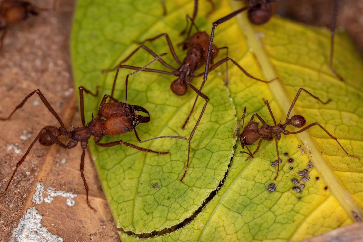 Close-up of several reddish-brown ants on a green leaf, some carrying small pieces of leaves.