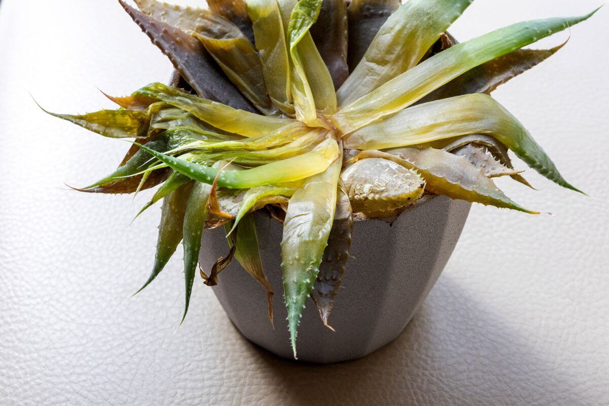 A small potted aloe vera plant with green and brownish leaves sits on a light-colored surface. The plant appears to have some dried and wilted leaves, suggesting it may need more water or care.