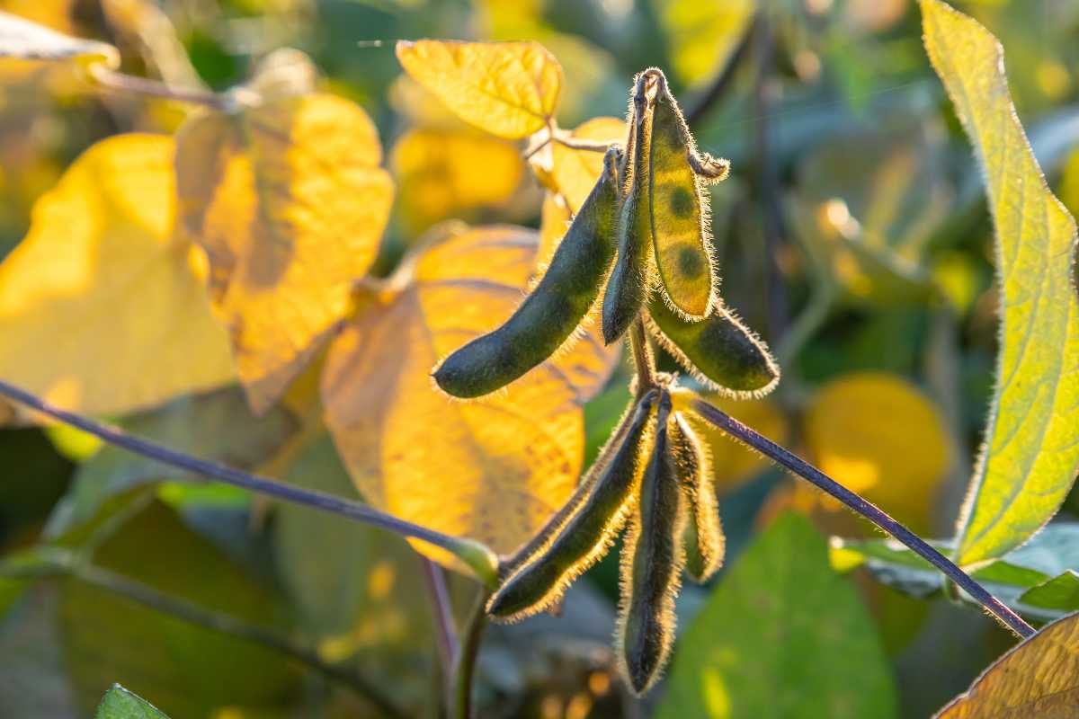 A green bean plant with fuzzy pods hanging from a stem. The background features green and yellow leaves, softly illuminated by sunlight.