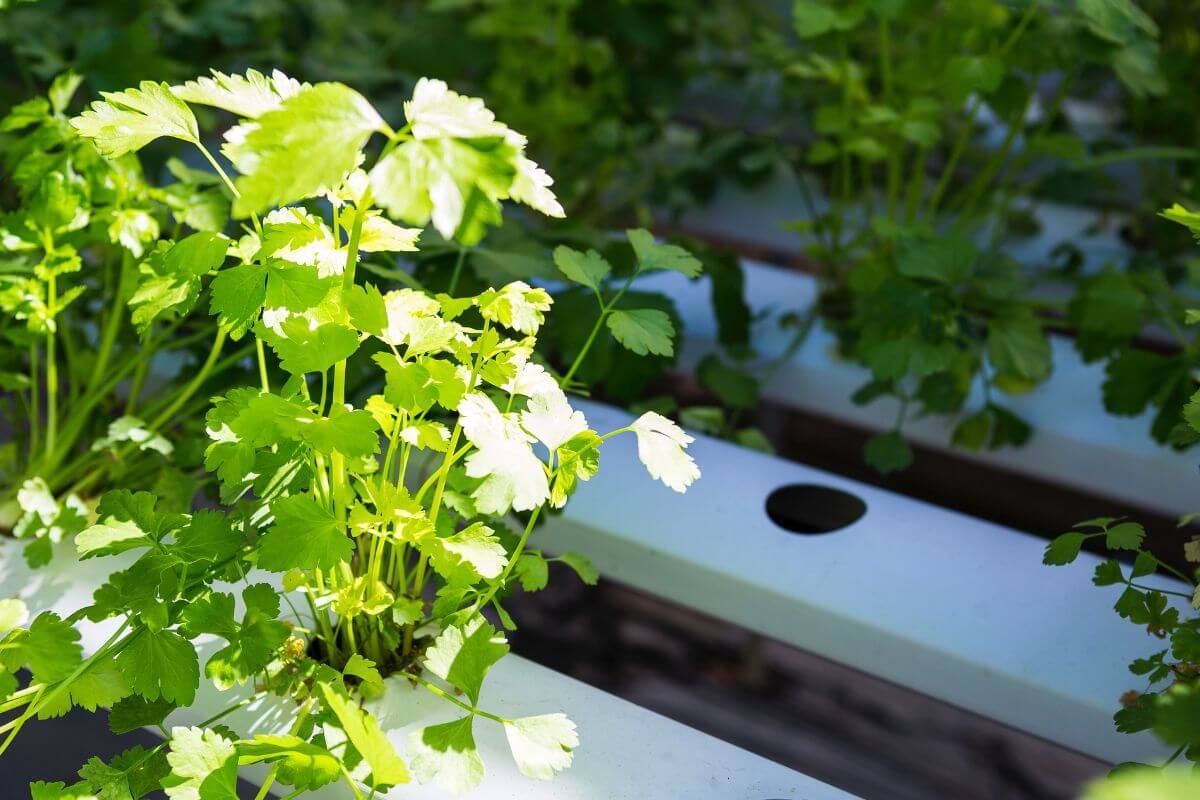 Young, green cilantro plants grow in a hydroponic system with bright sunlight illuminating their leaves.