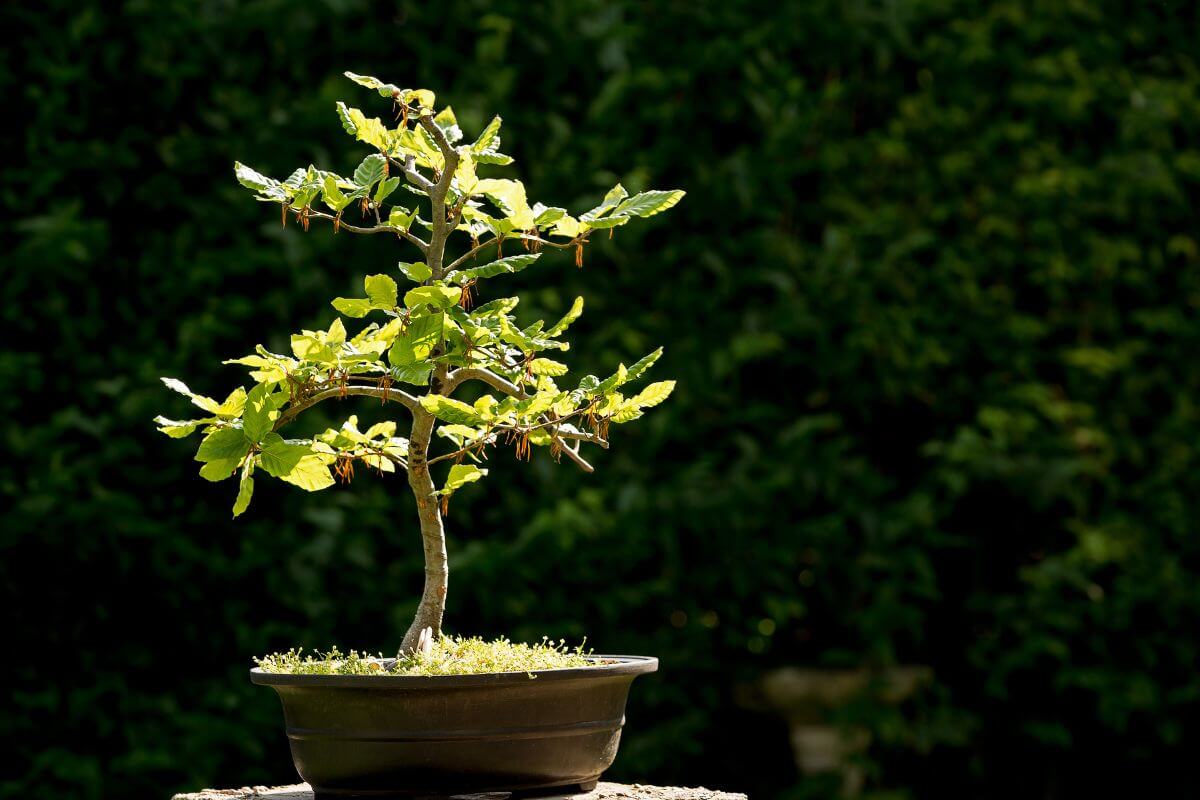 An outdoor bonsai tree is positioned just right to get enough light to thrive.