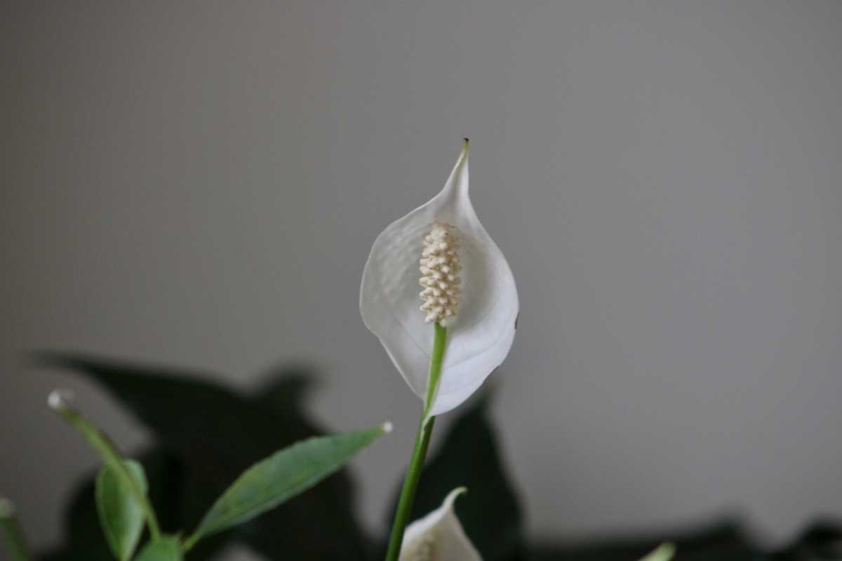 A peace lily bloom featuring a white spadix surrounded by a single white spathe in a dark room.