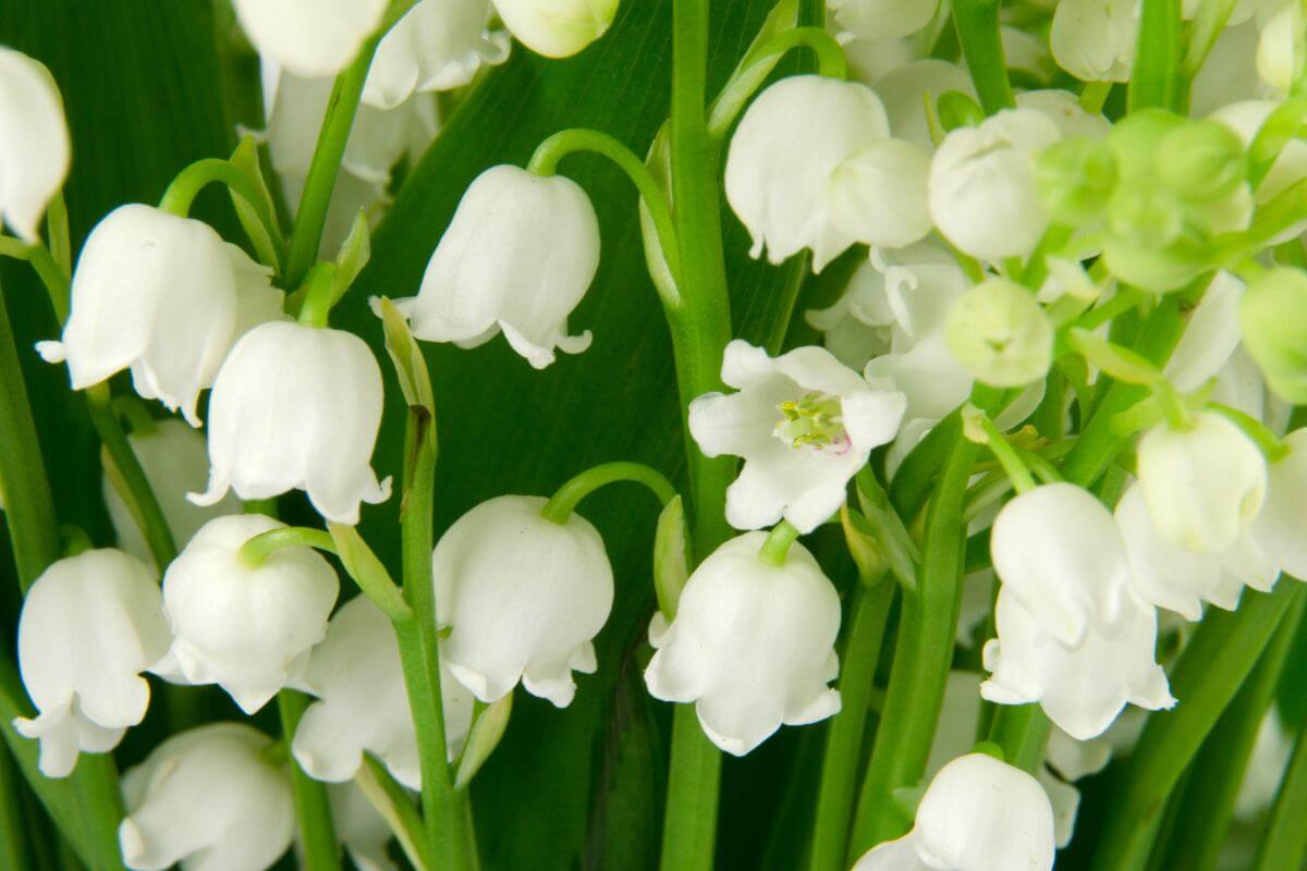 A close-up of a cluster of lilies of the valley