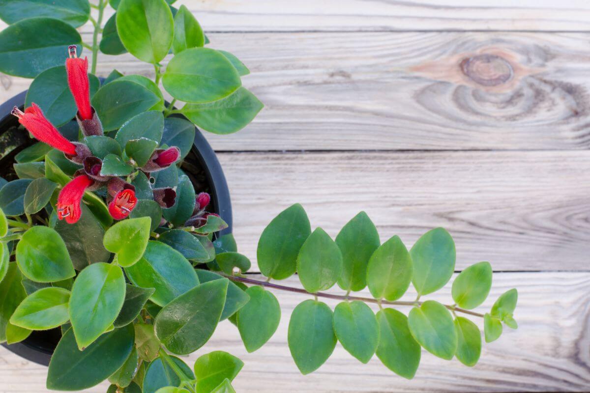 A potted lipstick plant with lush green leaves and vibrant red blossoms sits on a light wooden surface.