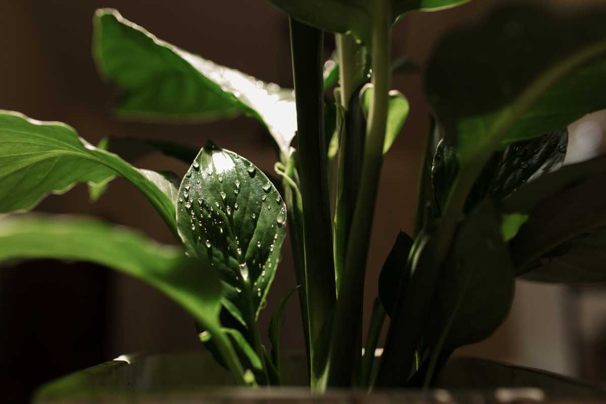 A peace lily plant with broad leaves and water droplets on its surfaces.