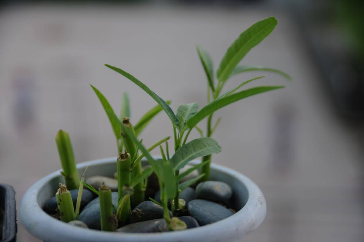 A small potted lucky bamboo with slender green leaves and cut stems.